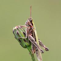 Common Field Grasshopper 1 